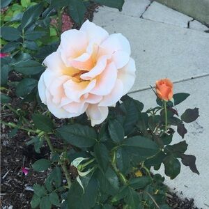 Meet your Posher, Agata